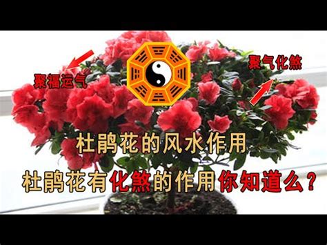 杜鵑 風水|【杜鵑花與風水】杜鵑花的風水寓意及注意事項 